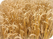 Faurie agricoles