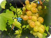 Faurie agricoles